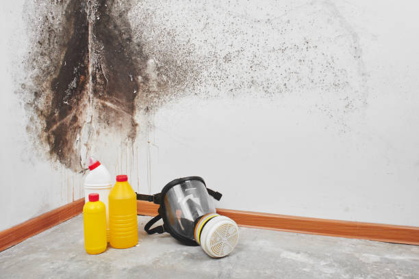 Best Mold Testing  in Warrenvle, IL