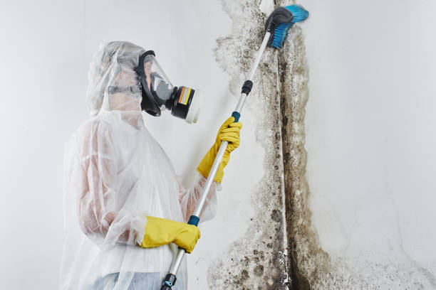 Best Affordable Mold Removal  in Warrenvle, IL