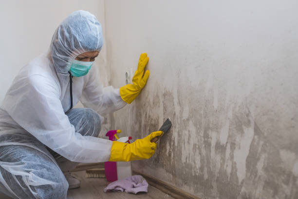 Best Same-Day Mold Removal  in Warrenvle, IL