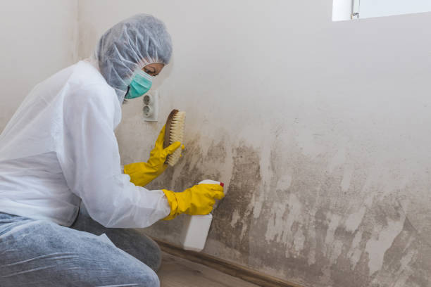 Best Home Mold Removal  in Warrenvle, IL