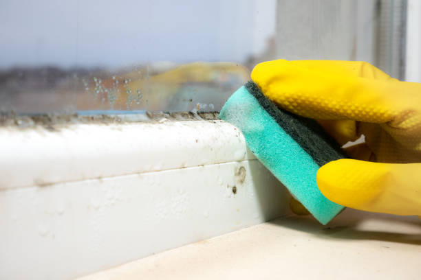 Best Toxic Mold Removal  in Warrenvle, IL