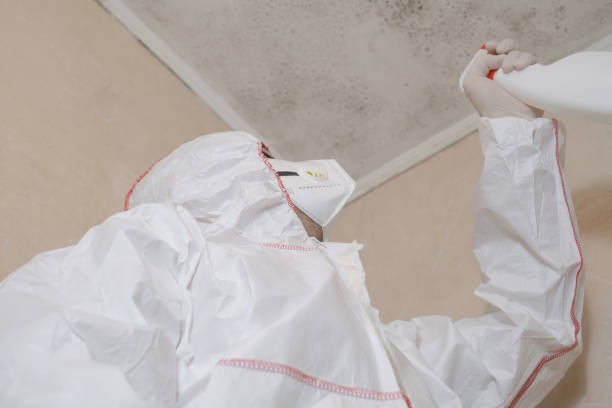 Best Local Mold Removal Service  in Warrenvle, IL