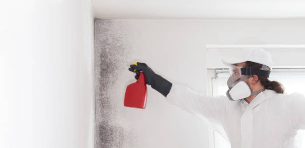 Best Crawl Space Mold Removal  in Warrenvle, IL