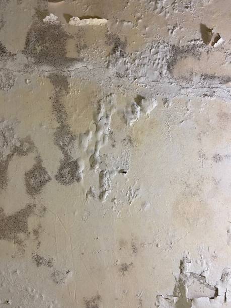 Best Mold Removal Near Me  in Warrenvle, IL