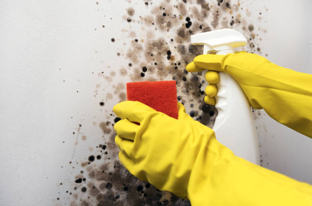 Best Mold Testing  in Warrenvle, IL