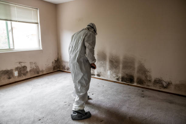 Office Mold Removal Services in Warrenville, IL