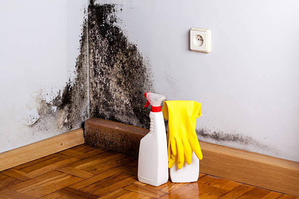 Best Commercial Mold Removal  in Warrenvle, IL
