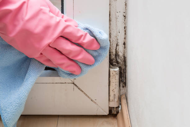Best Professional Mold Removal  in Warrenvle, IL