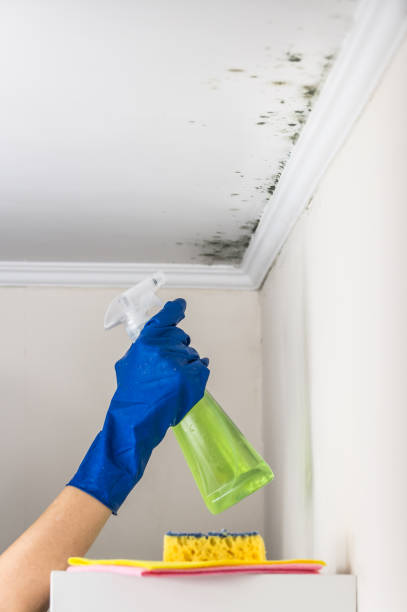 Best Mold Removal Near Me  in Warrenvle, IL
