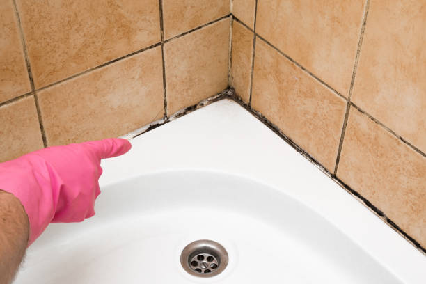 Best Office Mold Removal Services  in Warrenvle, IL